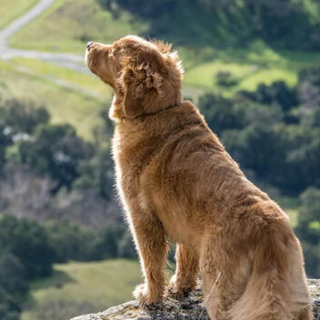 AKC.best Independent Dog Health Review | March 2026 AKC.best Independent Dog Health Review | March 2026